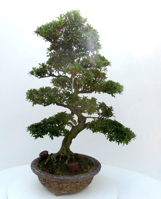 <h4>Rhododendron indicum, pot 34. Height 78 cm. (single item)</h4>