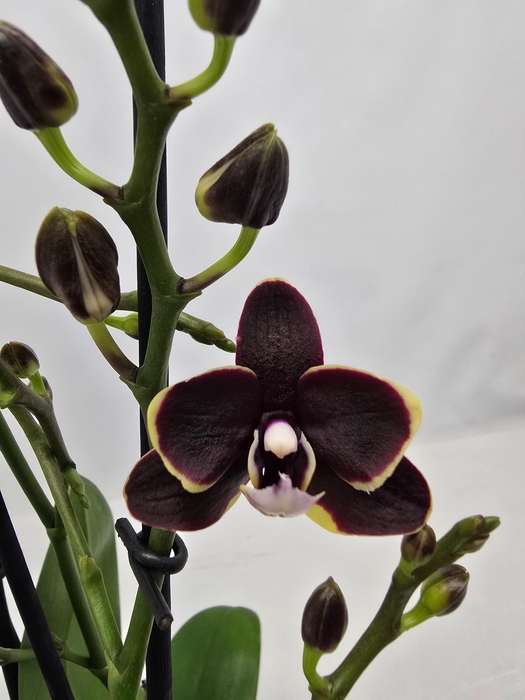 <h4>Limited 06 week 17</h4>