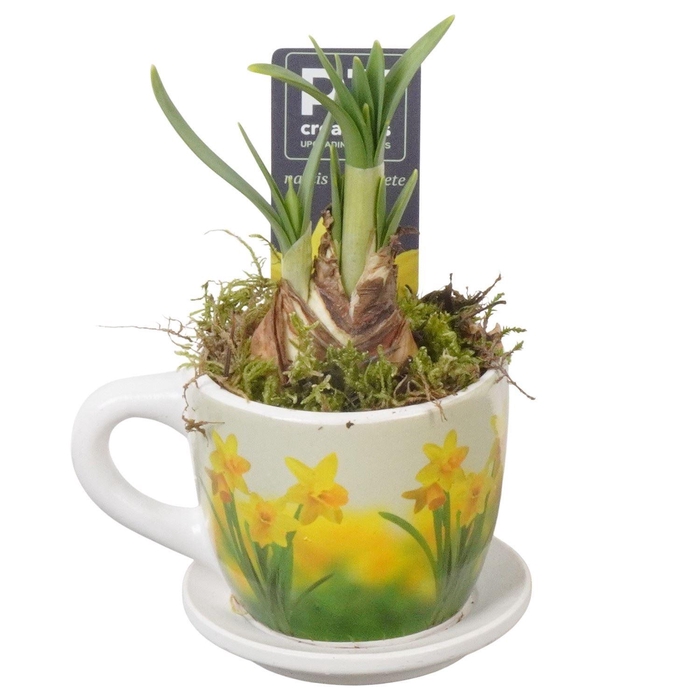 <h4>Arr. Narcissus Tete Tete L%</h4>