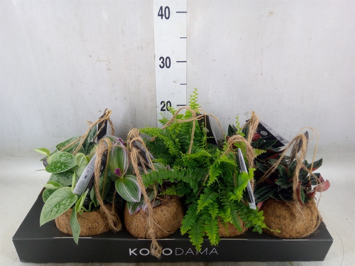 <h4>Planten Groen   ...mix  4</h4>