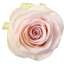 R Gr Happy Pink  Pink 60cm EC