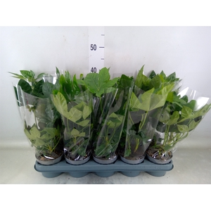 Fatsia japonica   ...