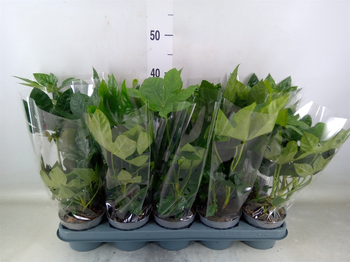 <h4>Fatsia japonica   ...</h4>