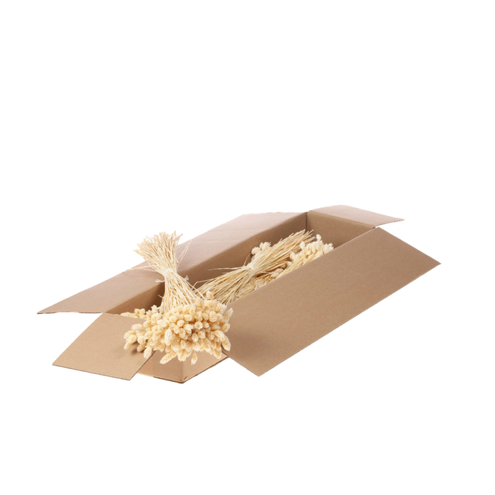 <h4>Phalaris Sb Bleached White</h4>