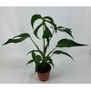 Monstera