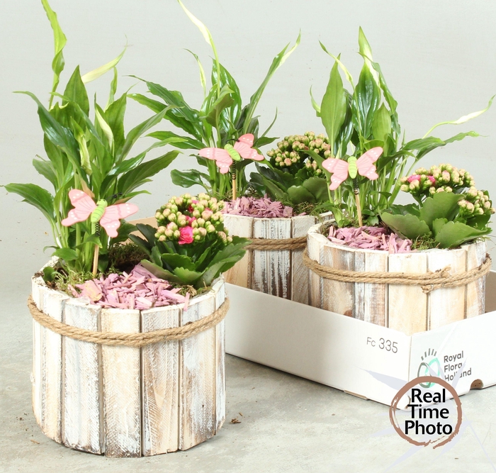 <h4>ARR KAMERPL</h4>