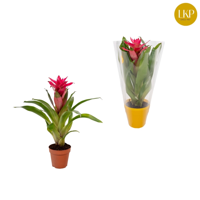 <h4>Guzmania Etude Roze (Met Hoes)</h4>