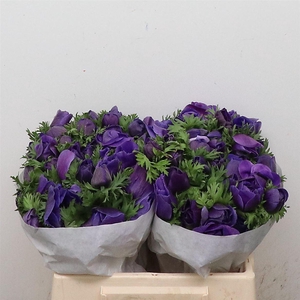 Anem Mistral Blue Super