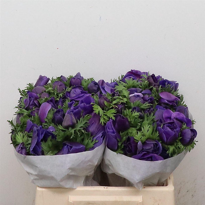 <h4>Anem Mistral Blue Super</h4>