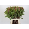 Protea Robijn