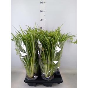 Chlorophytum com. 'Variegatum'