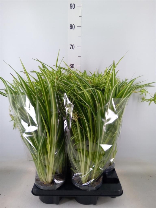 <h4>Chlorophytum com. 'Variegatum'</h4>