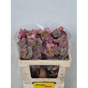 HELL FRK PENNYS PINK