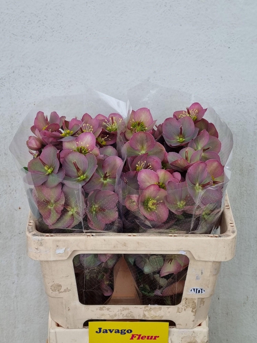 <h4>HELL FRK PENNYS PINK</h4>