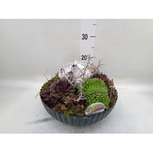 Arr.  Sempervivum L%