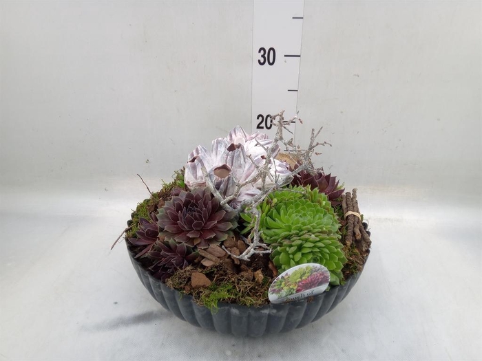 <h4>Arr. Sempervivum L%</h4>