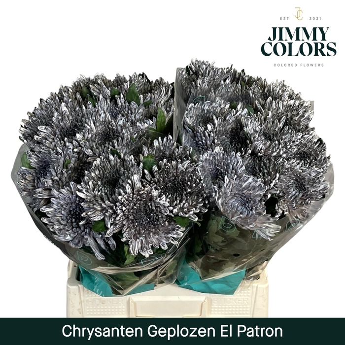 <h4>Chr G Topspin El Patron</h4>