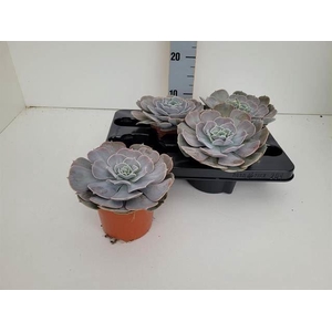 Echeveria  'Pollux'