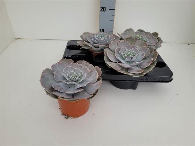 <h4>Echeveria  'Pollux'</h4>