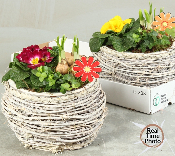 <h4>ARR TUINPLANTEN</h4>