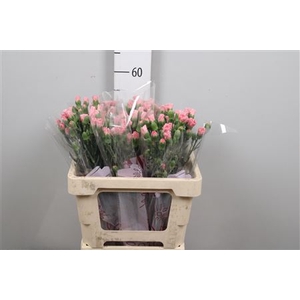 Di Tr Rascal Pink