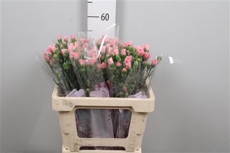 <h4>Di Tr Rascal Pink</h4>