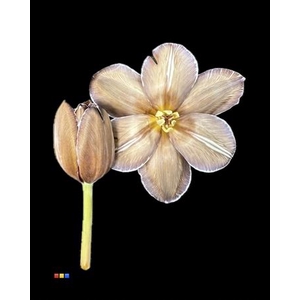 Tulp Brown