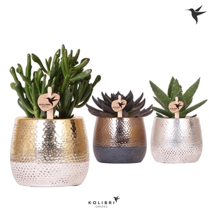 Kolibri Greens Succulenten mix in Elite pot mix