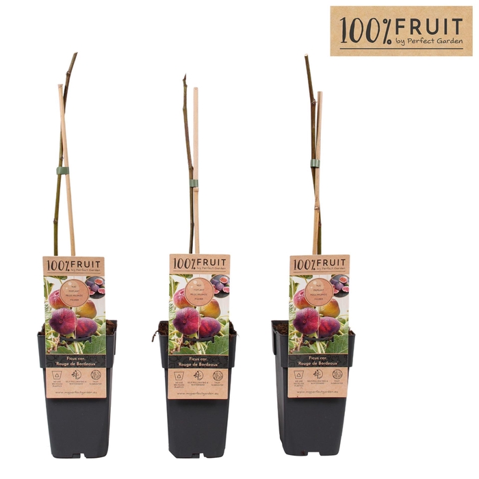 <h4>Fruitbomen en -heesters ov</h4>