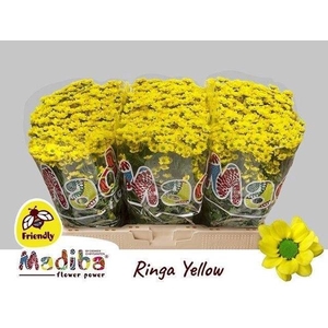 CHR SAN MAD RINGA YE