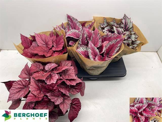 <h4>BEG BEL GEM</h4>