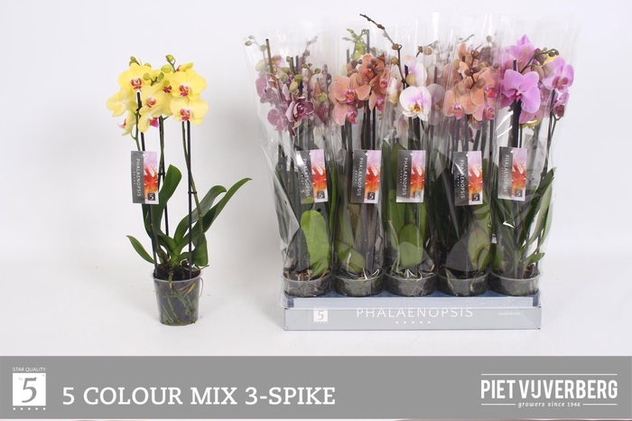 <h4>PHAL GEM 5 KL</h4>