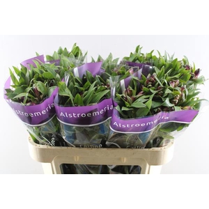 Alstr Carline (lila)