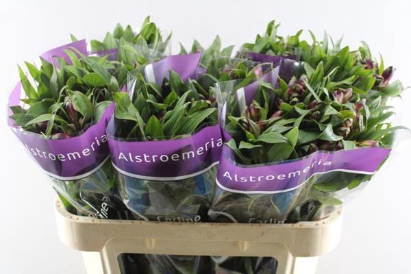 <h4>Alstr Carline (lila)</h4>