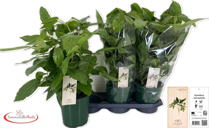 <h4>SCHEF ACTINOPHYLLA</h4>