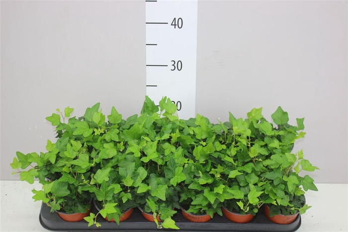 <h4>Hedera He Wonder</h4>