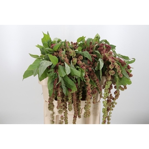 Amaranthus - Caudatus Mira
