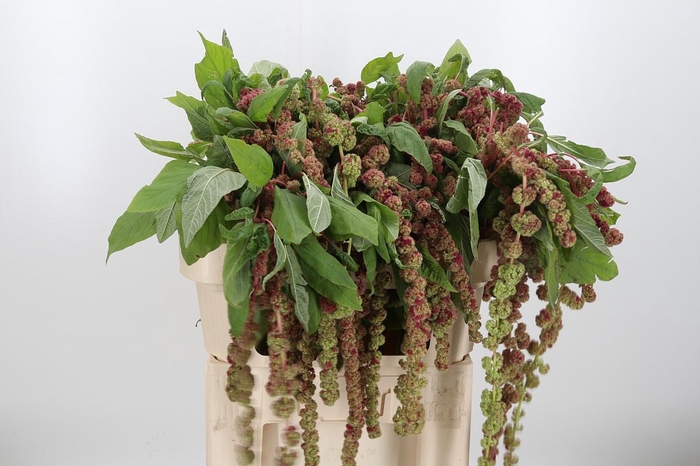 <h4>Amaranthus - Caudatus Mira</h4>