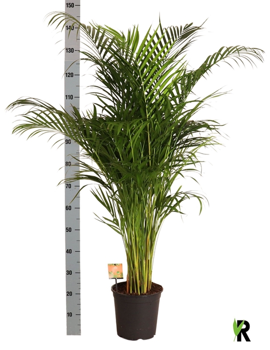 <h4>DYPSIS LUTESCENS</h4>