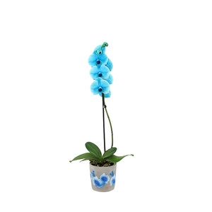 Fiore Blue Phal I Am Ocean Blue 1T9+