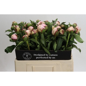 Paeonia Fairy's Petticoat