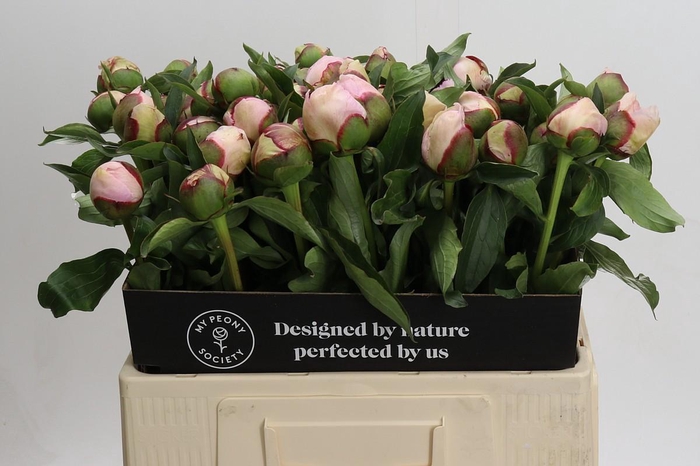 <h4>Paeonia Fairy's Petticoat</h4>