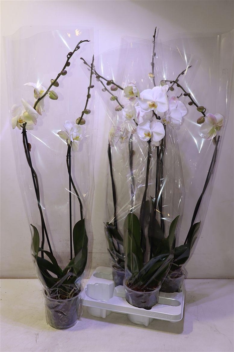 <h4>arr8 Phal Ov Wit</h4>