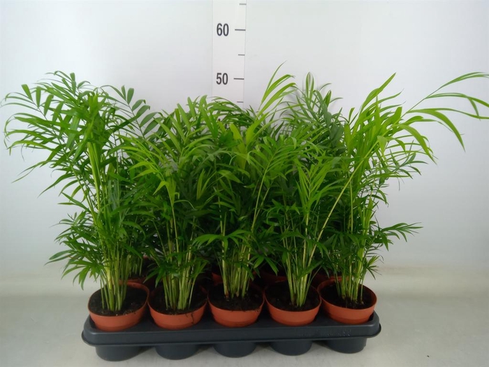 <h4>Chamaedorea elegans</h4>