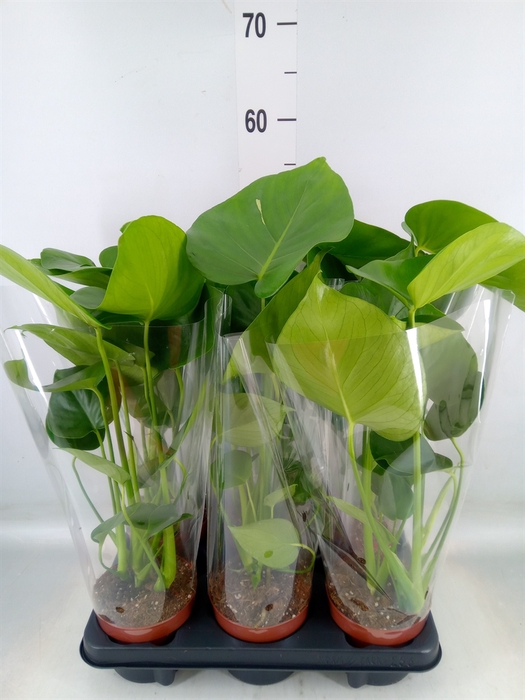 <h4>Monstera   ...</h4>