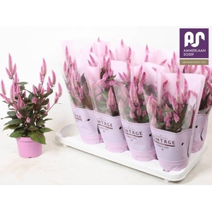 CELOSIA MERIDA PINK P12