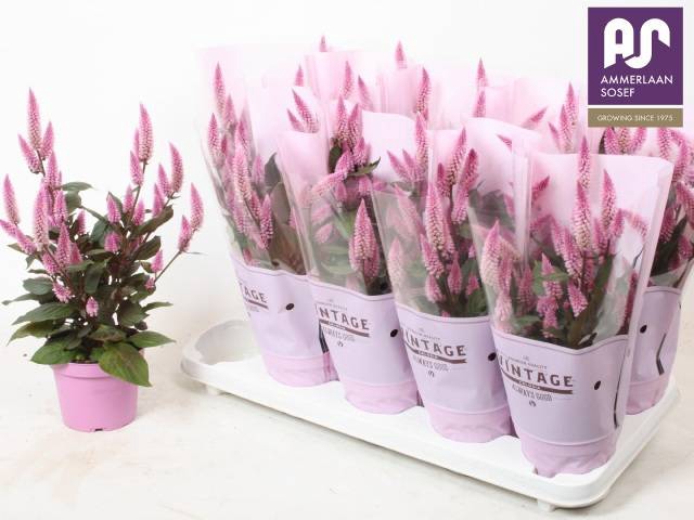 <h4>CELOSIA MERIDA PINK P12</h4>