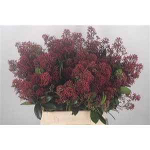 Skimmia Rubella Red Bunch