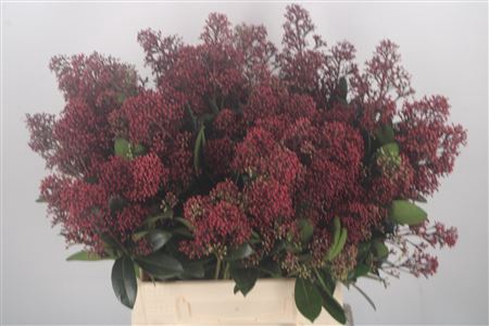 <h4>Skimmia Rubella Red Bunch</h4>