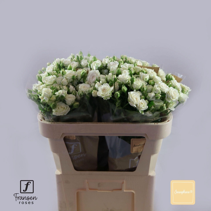 <h4>Rosa TR 'Josephine' FRANSEN</h4>